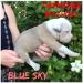 BIG DADDY BULLDOGS TUFF MOTHER BLUE SKY