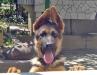 Ober v.d. Rochele Ranch - 3,5 months