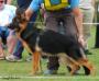 Best Puppy West Yks GSD Champ-Herr E Bosl