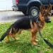 5 months old