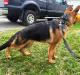 5 months old
