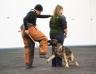 Dave Kroyer Protection Seminar - defense of handler for ringsport.