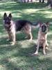 Mai and her sire