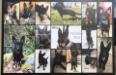 THE WHOLE FAMILY OF THE BREEDING OF GARPO OD HRADCANSKEHO AND BIBAA ZO ZIARU