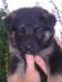 pictures of Ulme's litter