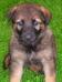 pictures of Ulme's litter