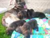 pictures of Ulme's litter