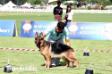 Spear at Princess Cup German Shepherd Dog Show Event Nov 2017