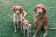 Gunny at 2 months with Mom Reese on left and Dad Red on right