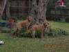 Gunny at 3 years old with big brother Sarge in for front