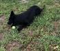 Ninja at 6 1&#x2F;2 months old