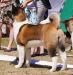 american akita ALL FOR ALMIGHTY BEATRIX KIDDO (LOLA), 9 months old