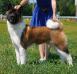 american akita ALL FOR ALMIGHTY BEFORE HEAVEN (SIMMET), 9 months old