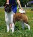 american akita ALL FOR ALMIGHTY BEFORE HEAVEN (SIMMET), 9 months old