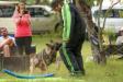 2018-06-02 South TX Syndicate Ringsport Club - MR Trial - Level 1 - Defense of handler w&#x2F;USMRA decoys Allison Seghetti-Kehoe &amp; Connor Mckeev