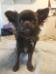 Tasha 7 1/2 month old