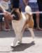  UKR GrJCH; UKR JCH All For Almighty Beverly Hills (Freya) american akita