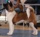 UKR GrJCH; UKR JCH All For Almighty Beverly Hills (Freya) american akita 