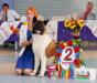 UKR GrJCH; UKR JCH All For Almighty Beverly Hills (Freya) american akita 