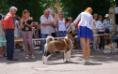 american akita SIBERIAN HUNTER DRAGON