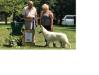 White Shepherd club of Canada