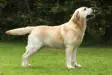 Pol Ch Saranden Comanche JW ShCM