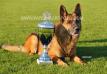 Yukon von der Bastillie with trophy Ulm