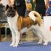 American Akita INDI (ALL FOR ALMIGHTY kennel)  https:&#x2F;&#x2F;www.amakitakennel.com - EURO DOG SHOW 2019 - EDS2019 - SECOND PLACE IN FEMALE OPEN C