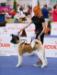 American Akita INDI (ALL FOR ALMIGHTY kennel)  https:&#x2F;&#x2F;www.amakitakennel.com - EURO DOG SHOW 2019 - EDS2019 - SECOND PLACE IN FEMALE OPEN C