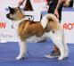 American Akita INDI (ALL FOR ALMIGHTY kennel)  https://www.amakitakennel.com - EURO DOG SHOW 2019 - EDS2019 - SECOND PLACE IN FEMALE OPEN C