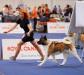 American Akita INDI (ALL FOR ALMIGHTY kennel)  https:&#x2F;&#x2F;www.amakitakennel.com - EURO DOG SHOW 2019 - EDS2019 - SECOND PLACE IN FEMALE OPEN C