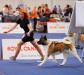 American Akita INDI (ALL FOR ALMIGHTY kennel)  https://www.amakitakennel.com - EURO DOG SHOW 2019 - EDS2019 - SECOND PLACE IN FEMALE OPEN C