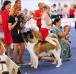 American Akita INDI (ALL FOR ALMIGHTY kennel)  https:&#x2F;&#x2F;www.amakitakennel.com - EURO DOG SHOW 2019 - EDS2019 - SECOND PLACE IN FEMALE OPEN C