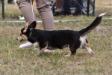 VV1 Best Baby of Breed Sottrum 05.08.18