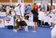 American Akita Amikus X-Clusive Tanais Always Winner (Keks) (ALL FOR ALMIGHTY kennel) - www.amakitakennel.com - EURO DOG SHOW 2019 - EDS2019