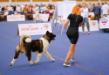American Akita Amikus X-Clusive Tanais Always Winner (Keks) (ALL FOR ALMIGHTY kennel) - www.amakitakennel.com - EURO DOG SHOW 2019 - EDS2019