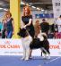 American Akita Amikus X-Clusive Tanais Always Winner (Keks) (ALL FOR ALMIGHTY kennel) - www.amakitakennel.com - EURO DOG SHOW 2019 - EDS2019