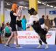 American Akita Amikus X-Clusive Tanais Always Winner (Keks) (ALL FOR ALMIGHTY kennel) - www.amakitakennel.com - EURO DOG SHOW 2019 - EDS2019