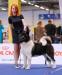 American Akita Amikus X-Clusive Tanais Always Winner (Keks) (ALL FOR ALMIGHTY kennel) - www.amakitakennel.com - EURO DOG SHOW 2019 - EDS2019