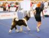 American Akita Amikus X-Clusive Tanais Always Winner (Keks) (ALL FOR ALMIGHTY kennel) - www.amakitakennel.com - EURO DOG SHOW 2019 - EDS2019