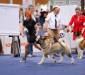 American Akita Terra Di Amore Jasmin (ALL FOR ALMIGHTY kennel) - www.amakitakennel.com - EURO DOG SHOW 2019 - EDS2019