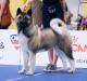 American Akita Terra Di Amore Jasmin (ALL FOR ALMIGHTY kennel) - www.amakitakennel.com - EURO DOG SHOW 2019 - EDS2019