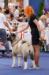 American Akita Terra Di Amore Jasmin (ALL FOR ALMIGHTY kennel) - www.amakitakennel.com - EURO DOG SHOW 2019 - EDS2019