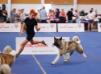 American Akita Terra Di Amore Jasmin (ALL FOR ALMIGHTY kennel) - www.amakitakennel.com - EURO DOG SHOW 2019 - EDS2019