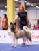 American Akita Terra Di Amore Jasmin (ALL FOR ALMIGHTY kennel) - www.amakitakennel.com - EURO DOG SHOW 2019 - EDS2019