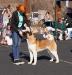 American Akita VIAGRA HOT BABY - https:&#x2F;&#x2F;www.amakitakennel.com&#x2F;puppies&#x2F;