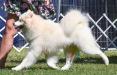 Barbary Coast Samoyed Club Specialty 2019