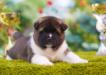 American Akita VIGGO KING OF THE RING (ALL FOR ALMIGHTY kennel) - www.amakitakennel.com - 1 months old