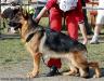 18-24 mth class on Main GSD Show in Russia