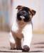 American Akita VIGGO KING OF THE RING (ALL FOR ALMIGHTY kennel) - www.amakitakennel.com - 1 months old